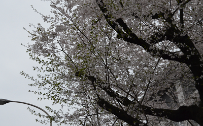 April 14th, Cherry blossom viewing